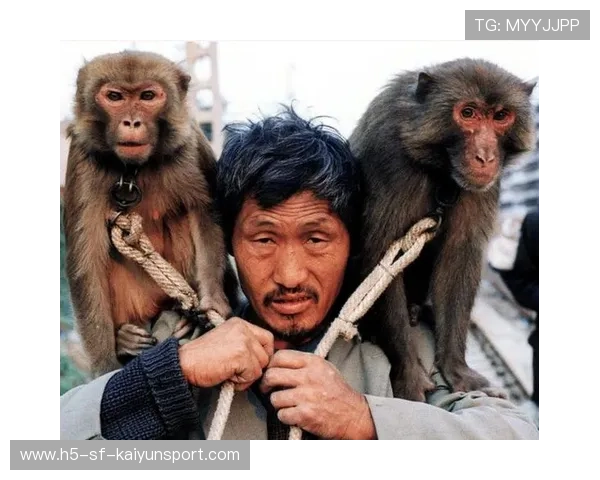 猴子偷走球:热带球场的日常,猴子偷家 猴子偷走球:热带球场的日常,猴子偷家